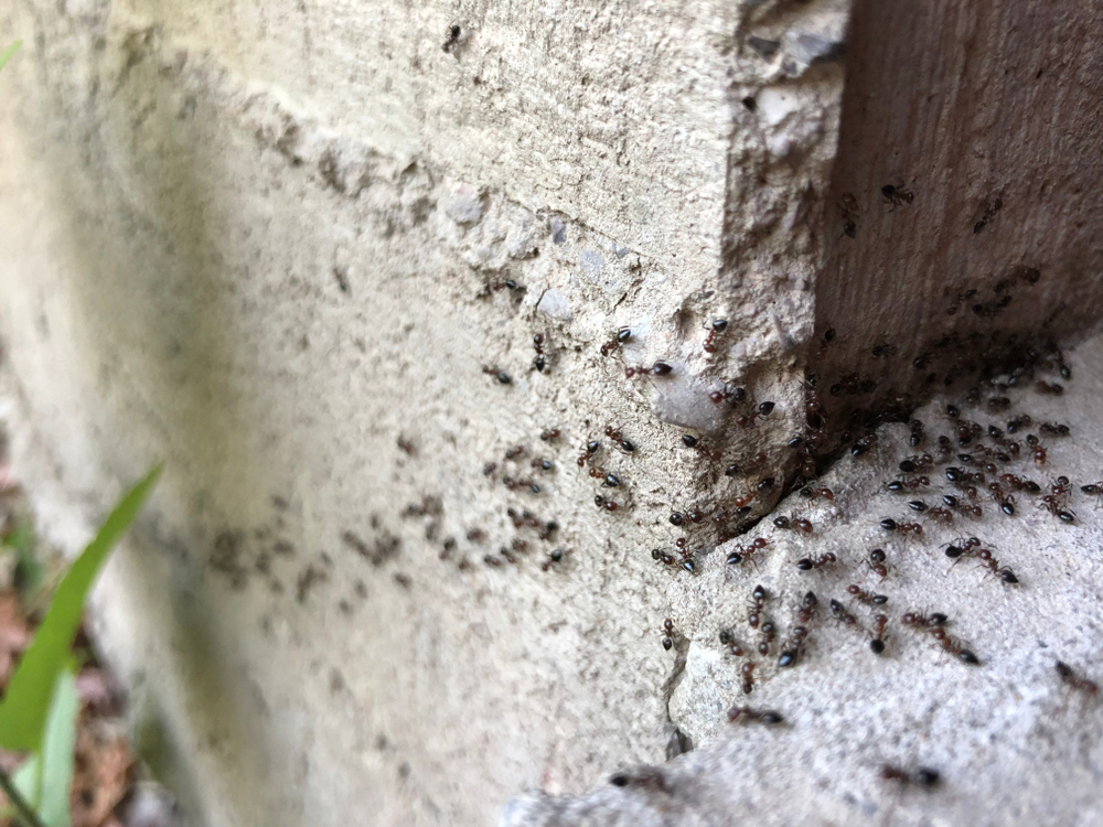 Line of ants entering home. Home has ant problem and is in need of pest control services