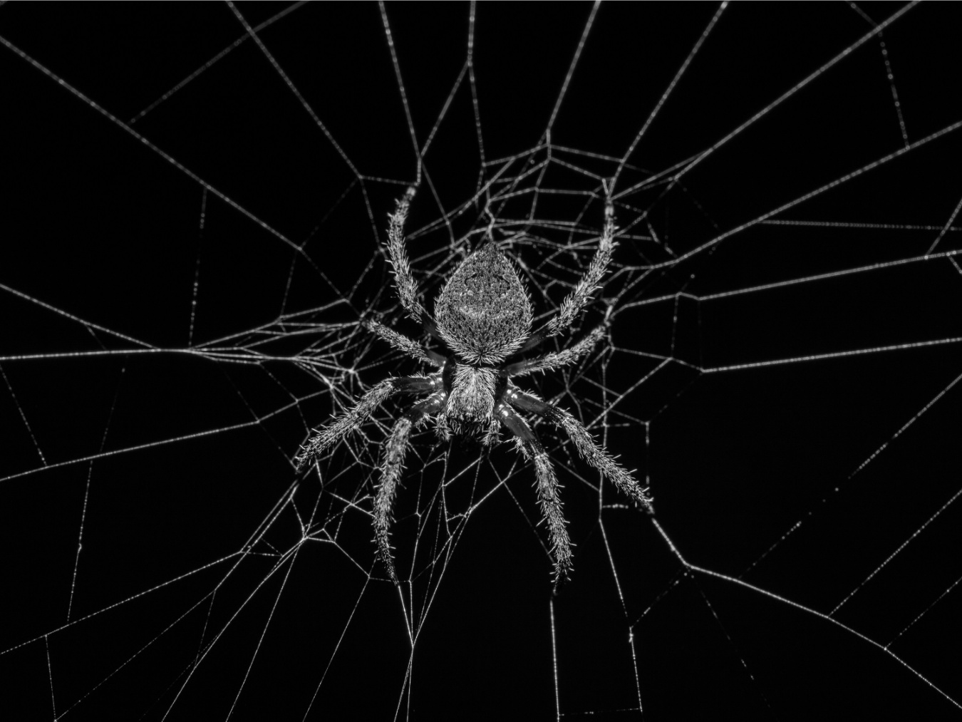 Spider on web outdoor or indoor black and white image