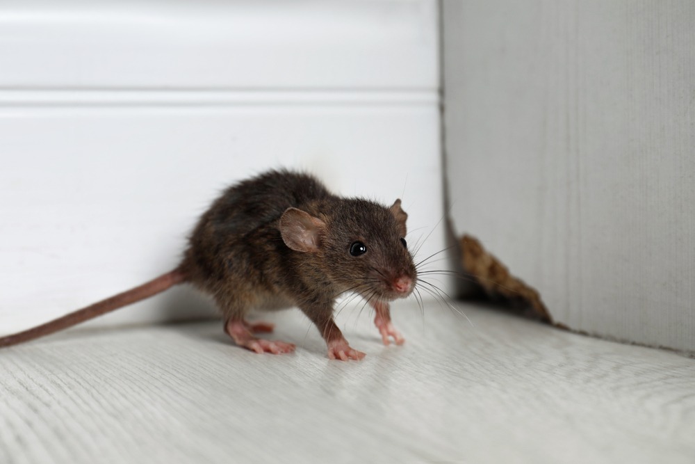 Pest rat problem in home rat dropping sign of pest problem