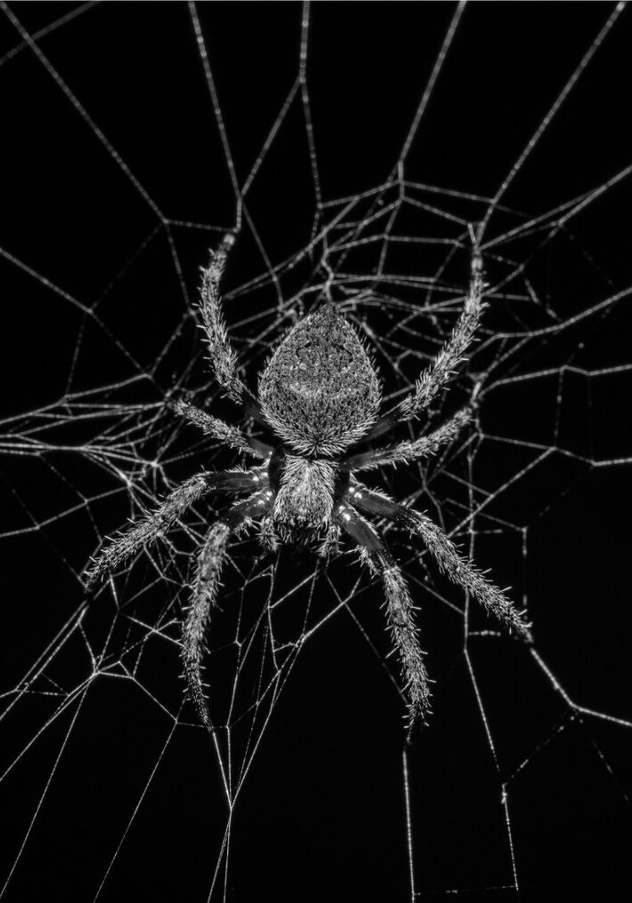 Spider on web outdoor or indoor black and white image
