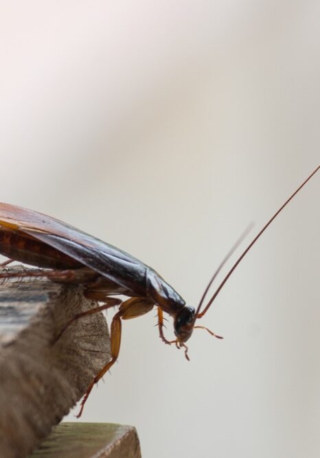 Cockroach photo cropped