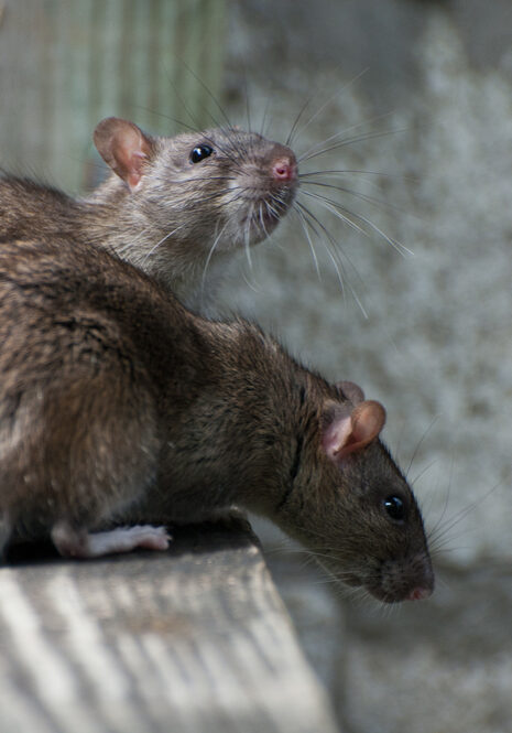 Mice, rats, and rodents inside home posing a problem needing pest control services
