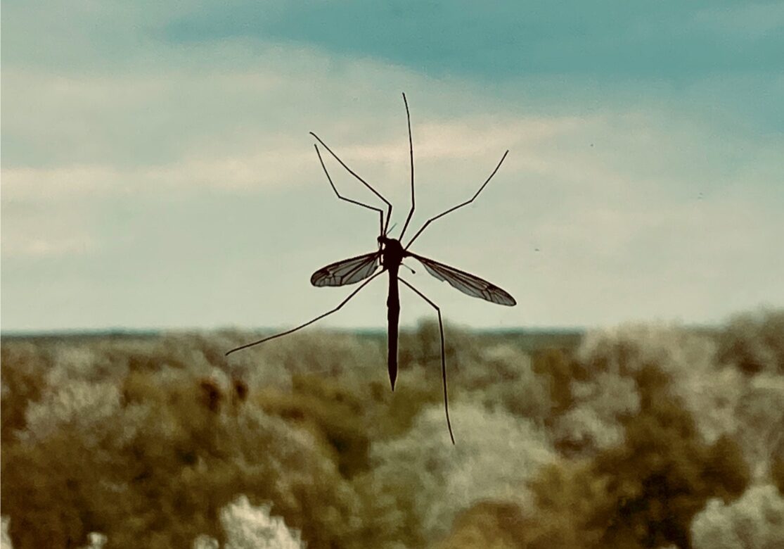 Mosquito outside or around home on window