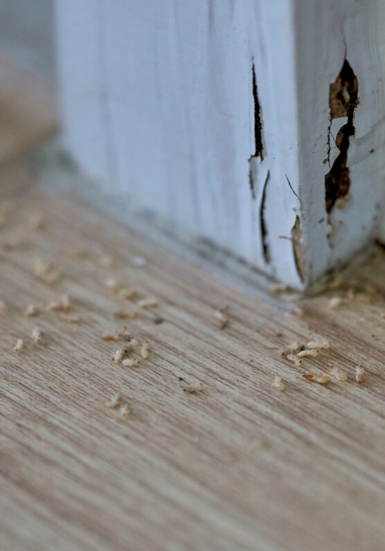 Termites inside home causing damage causing termite problem and wall damage